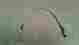 735a Commscope Bnc Male To Mini Weco Ds3 735 Coax Cable 1 Foot 75 Ohm