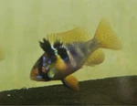 3-PACK German Blue Rams. One Male, Two Females. Florida Bred. Fixed Price $50.00.